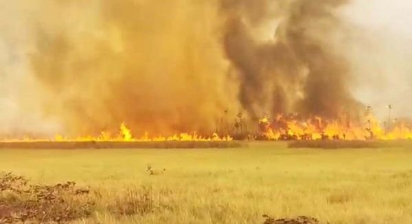 Animales calcinados y desesperación en el Gran Chaco Sudamericano - Nacionales - ABC Color