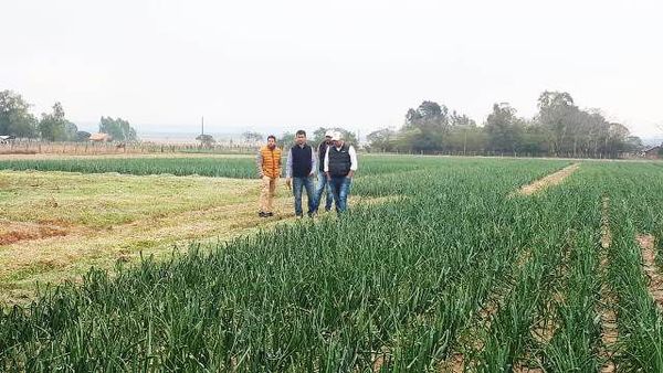 Día de campo sobre producción de cebolla - ABC Rural - ABC Color
