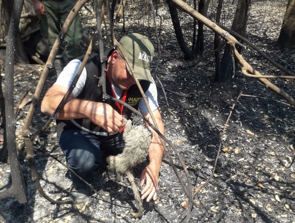 MADES realizará sobrevuelos en zona de incendios este jueves