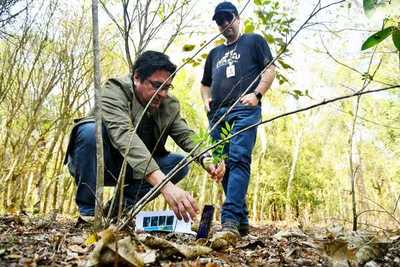 Itaipu reveló primeros resultados sobre reforestación con especies nativas | .::Agencia IP::.