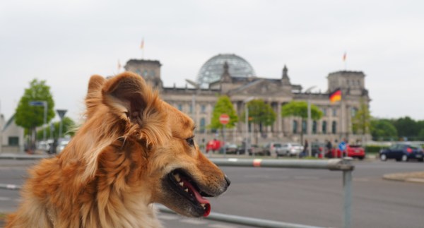 Berlín, la ciudad donde los perros casi son ciudadanos » Ñanduti