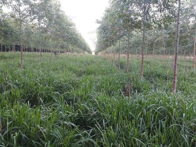 Sistemas agroforestales - ABC Rural - ABC Color