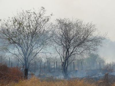 Incendios forestales - ABC Rural - ABC Color
