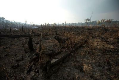 Brasil y Chile convocan a países amazónicos contra incendios, sin Venezuela - Mundo - ABC Color