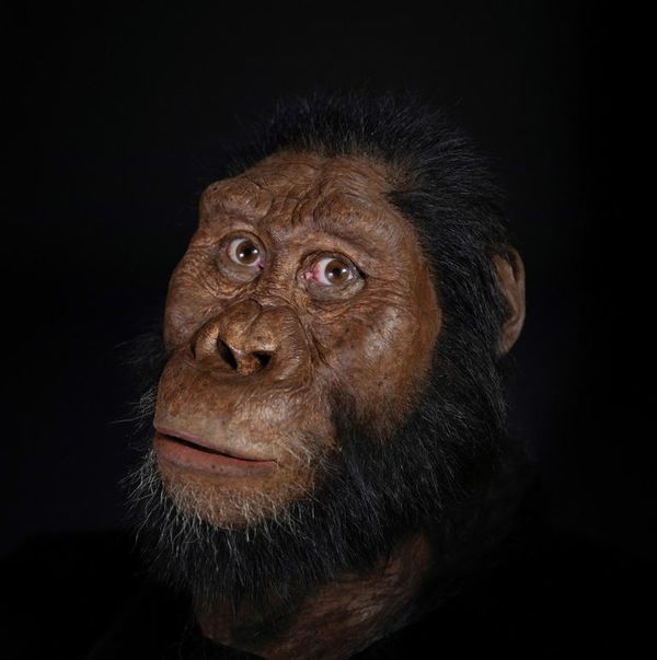 Encuentran el cráneo de un Australopithecus Anamensis, coetáneo de ‘Lucy’ - Ciencia - ABC Color