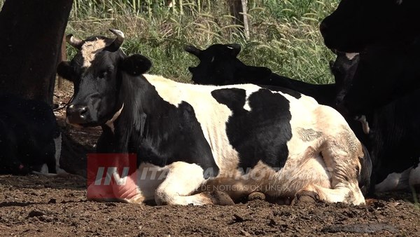 LECHEROS PRODUCEN MÁS Y PELEAN PARA QUE LOS PRECIOS NO BAJEN