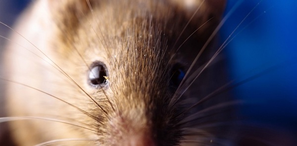Tras fallecimiento por hantavirus en el Chaco médicos recomiendan cuidados