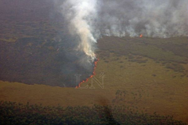 Incendios afectaron a más de 50 mil hectáreas de bosques