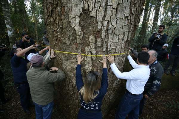 Declaran de interés nacional el concurso "Colosos de la Tierra" » Ñanduti