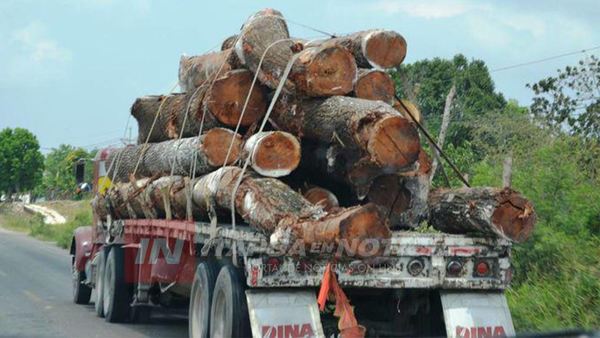 EL ROLLOTRÁFICO SIGUE SIENDO UN MAL QUE ATACA LOS BOSQUES DE ITAPÚA