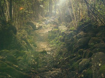 Descubren que los árboles aprenden a adaptarse al cambio climático