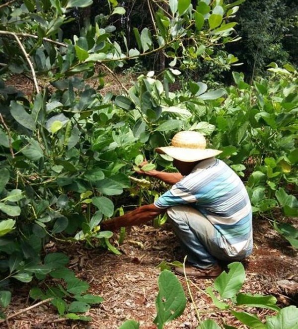 Productores de yerba mate denuncian que fueron engañados por el gobierno - ADN Paraguayo