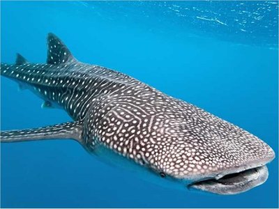 Aparecen más de 100 nuevos ejemplares de tiburón ballena