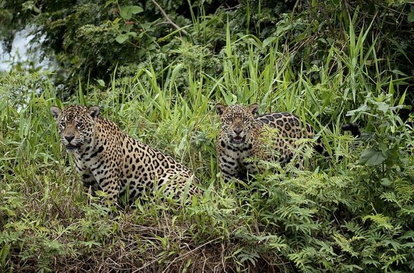 Los jaguaretés están en riesgo por los incendios en el Chaco