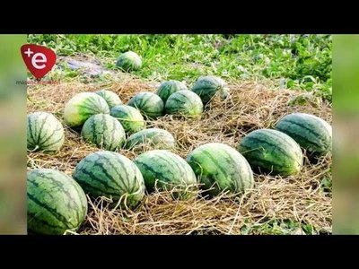 COMUNA ENTREGA SEMILLAS E INSUMOS A PRODUCTORES DE CAMBYRETÁ