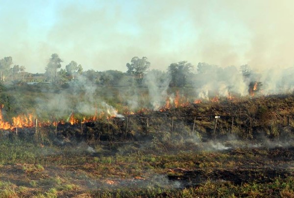 No hemos recibido denuncias contra ningún socio sobre quema de campo, aseguran desde la ARP