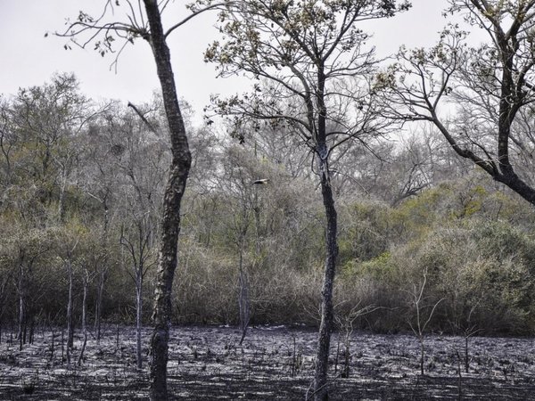 Suman 61.000 hectáreas calcinadas en el incendio del Pantanal