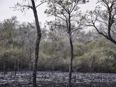 Suman 61.000 hectáreas calcinadas en incendio del Chaco paraguayo