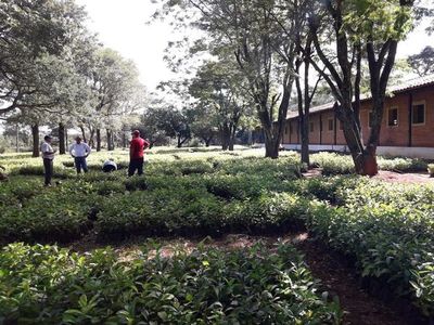 Yerbateros de Itapúa reclaman pago de 600 millones de guaraníes
