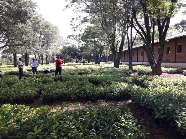 Yerbateros de Itapúa reclaman pago de 600 millones de guaraníes