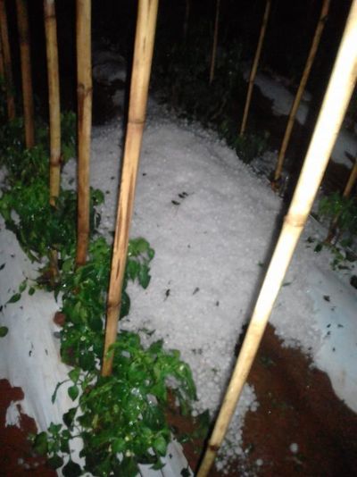 Granizada deja cuantiosos daños y damnificados en Itapúa
