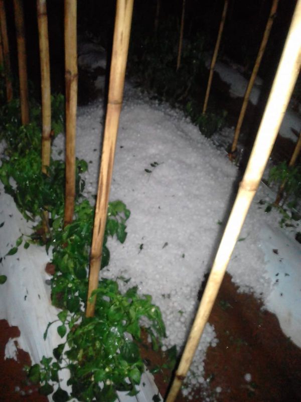 Granizada deja cuantiosos daños y damnificados en Itapúa