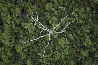 Descubren que los árboles “aprenden” a adaptarse al cambio climático - Ciencia - ABC Color
