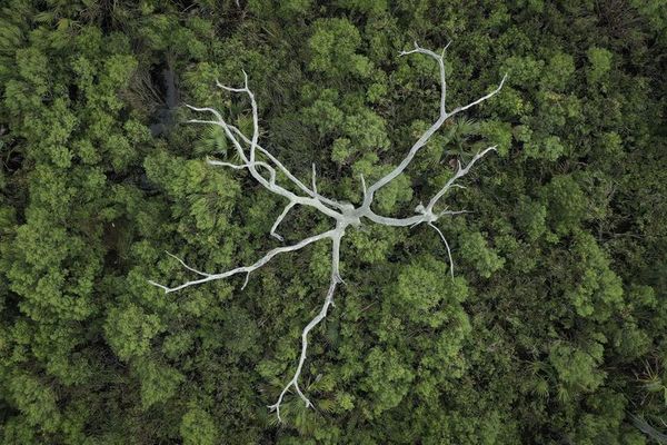 Descubren que los árboles “aprenden” a adaptarse al cambio climático - Ciencia - ABC Color