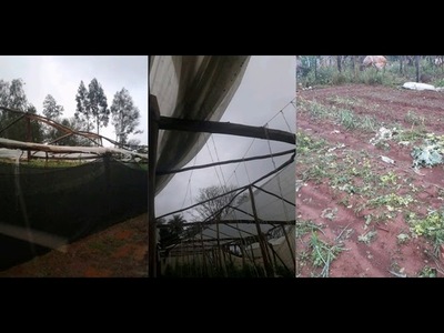 GRANIZADA CAUSA MILLONARIAS PERDIDAS A PRODUCTORES DE ITAPÚA