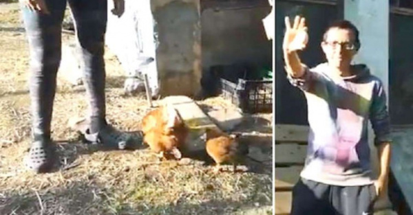 Separan a gallos  de gallinas para  evitar “violación”