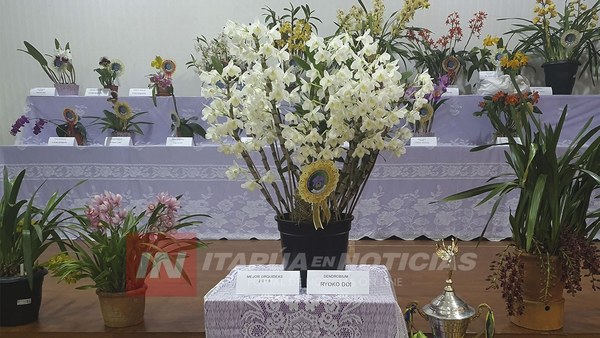 “YUKI” EL TESORO DE PIRAPÓ, GANADORA DE LA EXPO ORQUÍDEAS 2019.