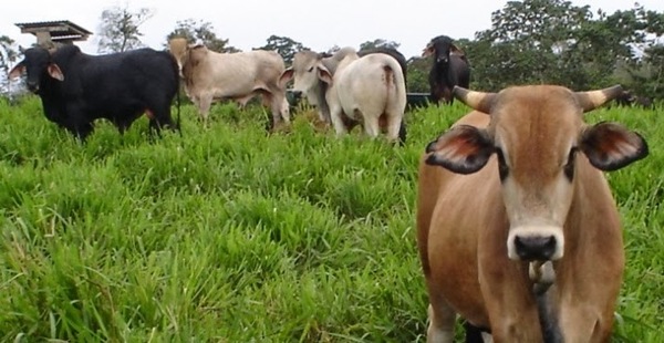 La Asociación Paraguaya de Productores y Exportadores de Carne promoverá la apertura de nuevos mercados