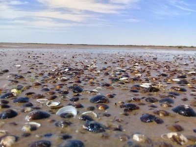 Masiva aparición de mejillones sorprende en playa de Cerrito