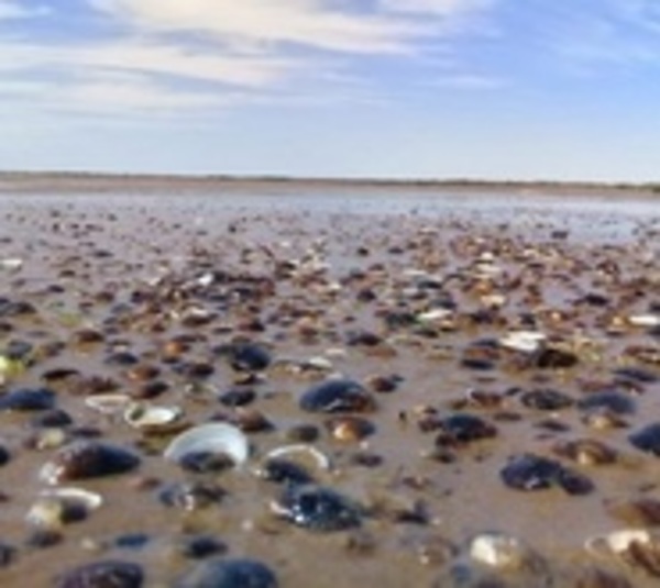 Aparecen mejillones en playa de Ñeembucú - Paraguay.com
