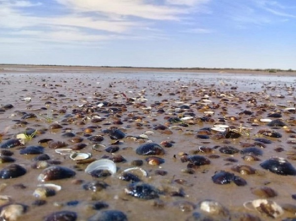 Mejillones en playa de Cerrito | Noticias Paraguay
