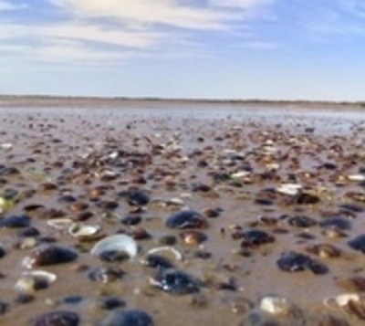 Aparecen mejillones en playa de Ñeembucú - Paraguay.com