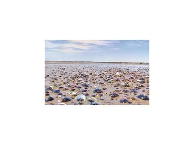 Tras bajante del río, aparecen mejillones