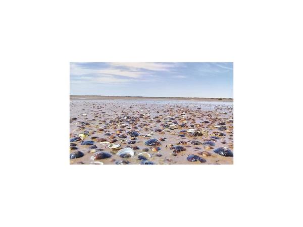 Tras bajante del río, aparecen mejillones