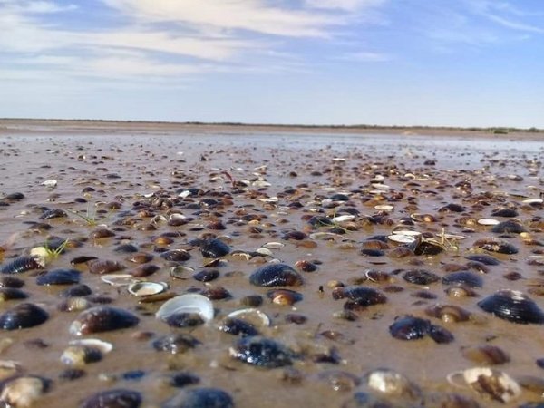 Mejillones por doquier en playa de Cerrito - Digital Misiones