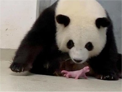 Nacen primeros dos osos panda en zoo de Alemania