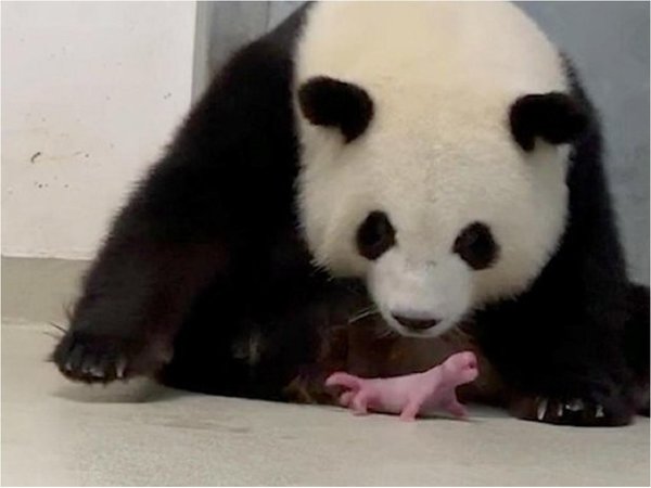 Nacen primeros dos osos panda en zoo de Alemania