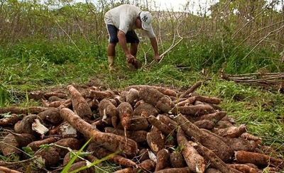 HOY / Productor de mandioca no puede ante crisis y se verá forzado a destruir 6 hectáreas de cultivo