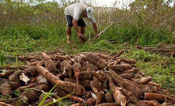 HOY / Productor de mandioca no puede ante crisis y se verá forzado a destruir 6 hectáreas de cultivo