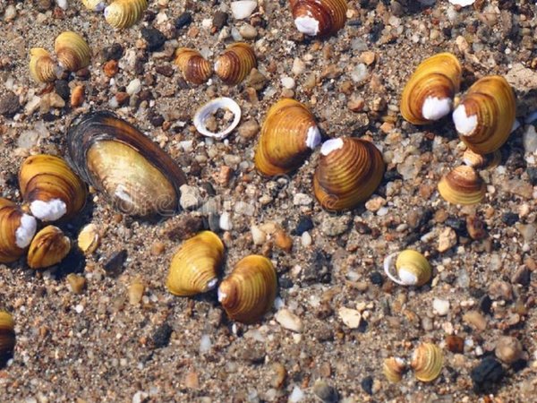 ¿Qué puede causar la presencia de mejillones?