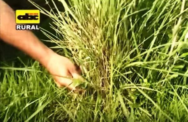 Manejo de pastos en campos naturales - ABC Rural - ABC Color