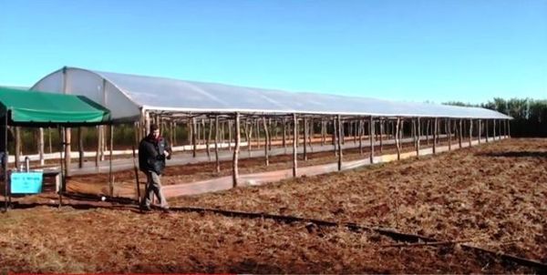 Programa ABC Rural Tv 880 - ABC Rural - ABC Color