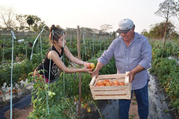 Tomatero se queja de la falta de mercado y la nula asistencia del MAG - Nacionales - ABC Color