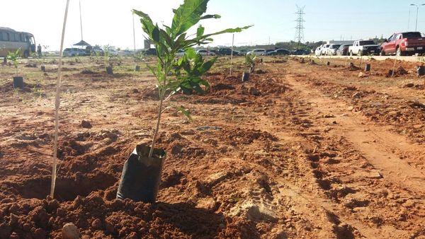 A Todo Pulmón lanzó #ParaguayPlanta, una campaña de reforestación » Ñanduti