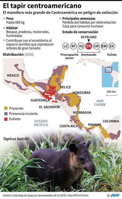 Salvar al tapir, apuesta de un zoo expropiado a narcos - Ciencia - ABC Color
