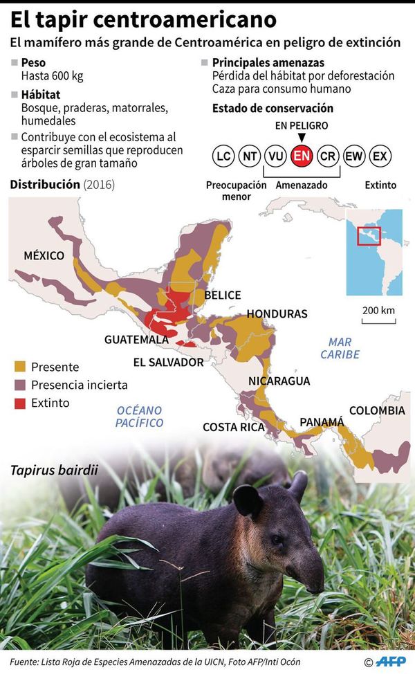 Salvar al tapir, apuesta de un zoo expropiado a narcos - Ciencia - ABC Color